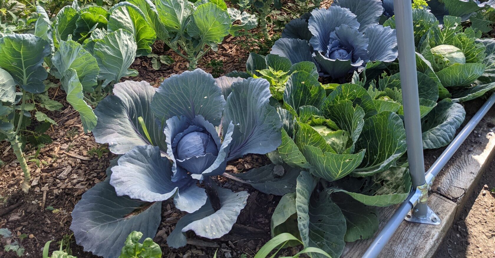 Feed your soil and soul and it will feed you