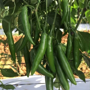 Pathfinder Serrano Pepper Seedling