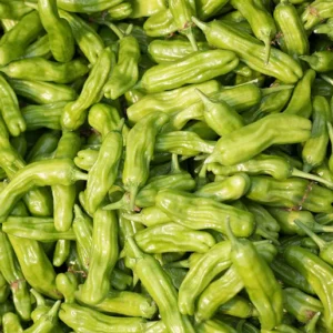 Shishito Pepper Seedling