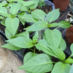 Early Jalapeño Pepper Seedling