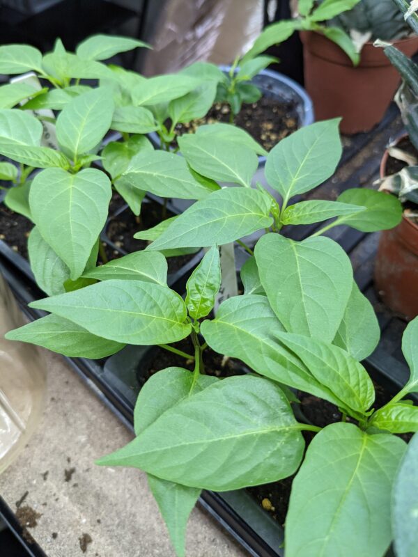 Early Jalapeño Pepper Seedling